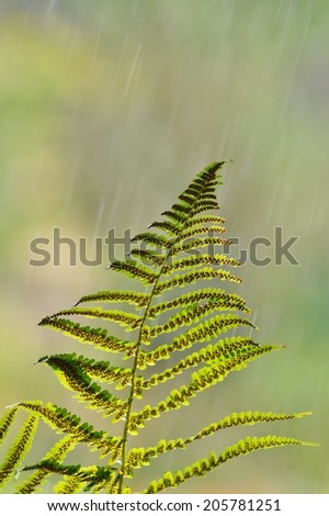 Fern leaf in the rain - Fern leaf in the rain