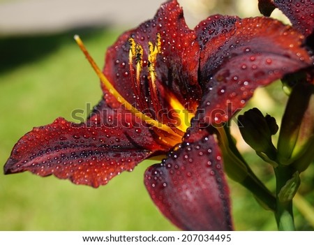 Dark red day lily flowers in botanical garden. The beauty of decorative flower.- Daylilies in drops of rain