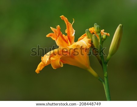 Orange day lily flowers in botanical garden. The beauty of decorative flower