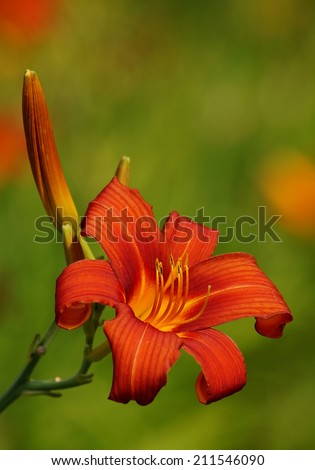 Orange day lily flowers in botanical garden. The beauty of decorative flower.