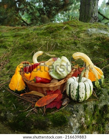 Autumn pumpkins - Decorative pumpkin and vegetables