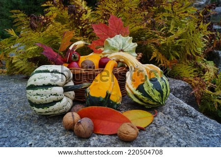 Autumn pumpkins - Decorative pumpkin and vegetables