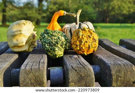 Autumn pumpkins - Decorative pumpkins