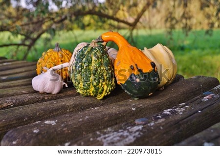Autumn pumpkins - Decorative pumpkins