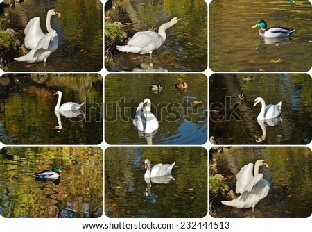 Mute swans - autumn pond, photo collage