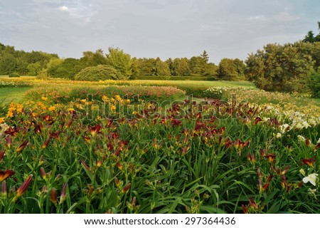 Beautiful  blooming day lilies in the botanical garden