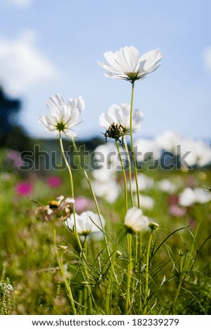Cosmos flowers,in the sun.