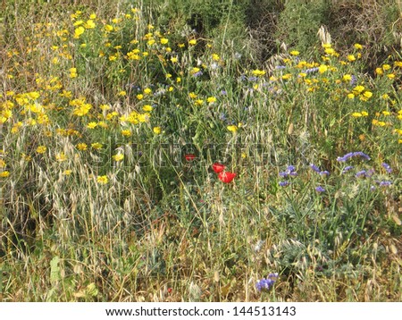 Wild flowers meadow