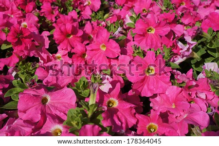 Red and pink petunia blossom