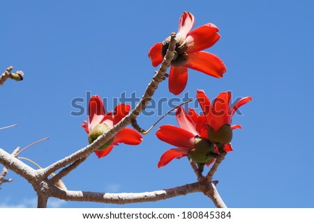 Indian bombax (Cotton tree) blossom on the blue sky background