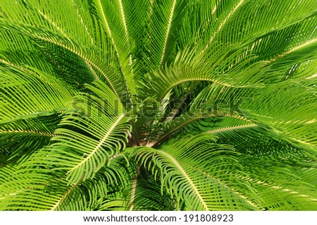 Cycas revoluta plant from above