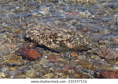 Clear sea water, stones and crab, low-tide time