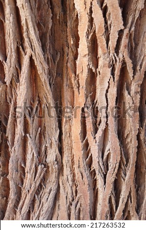 Bark of old Tamarix tree texture with sunshine