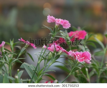 Pink carnation in bloom, selective focus on the lower flower