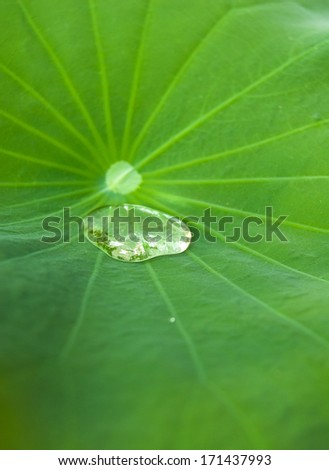 lotus leaf with water drop