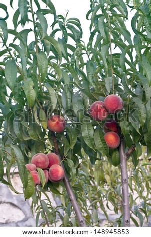 Peaches orchard