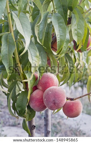 Peaches orchard