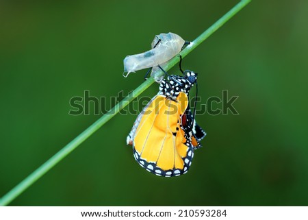 amazing moment about butterfly change form chrysalis