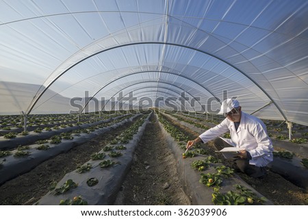 Agricultural engineer working in the greenhouse. Organic agriculture in greenhouses.