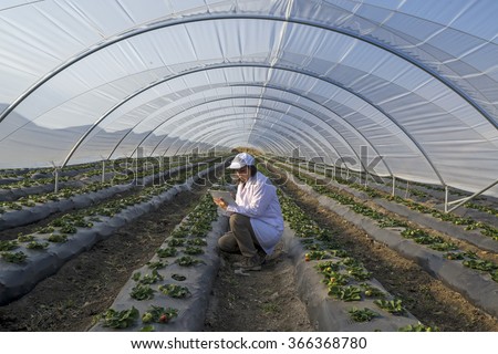Agricultural engineer working in the greenhouse. Organic agriculture in greenhouses.