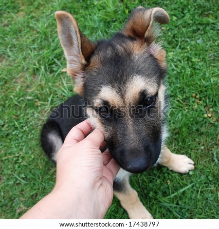 cute images of puppies. stock photo : Cute puppy