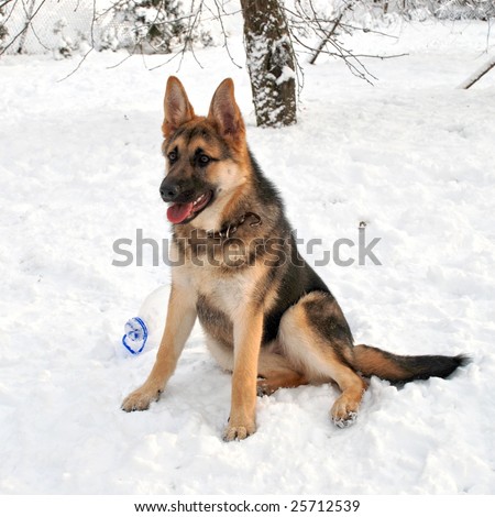 Cute Alsatian