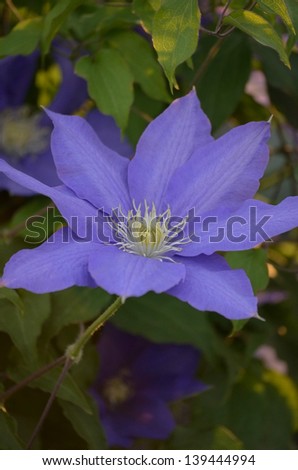 Closeup of solid purple clematis flower with radial symmetry