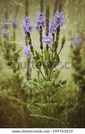 Purple wildflower background with grunge filter