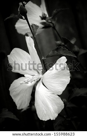 High contrast black and white floral showing blossom, bud, leaf and stem detail