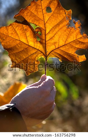 Male hand in black winter jacket holding up big backlit orange leaf by the stem showing color, vein structure and insect damage