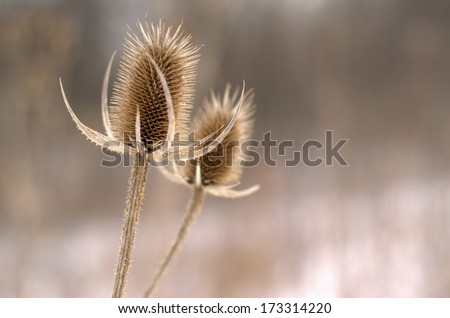 Teasel head in winter resembling an orchestra conductor with blurred background