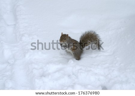 Gray squirrel sitting up with front paws clasped together and rear paws in the snow