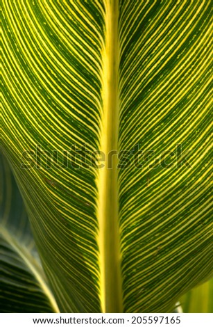 Abstract green leaf lit from behind filling the vertical frame with dark and light green diagonal lines from a central spine