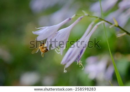 Detail of bee with pollen grain on hosta blossom with blurred green background