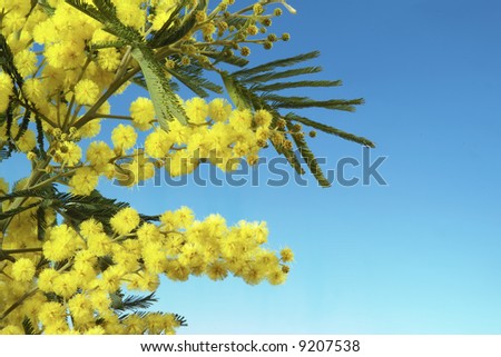 mimosa 016, mimosa flowers