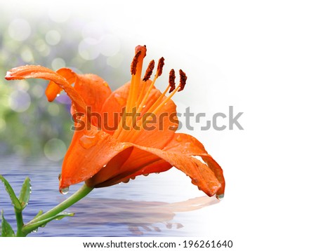 Orange lily in close-up with water drops, isolated on white, with shadow reflected on the water.