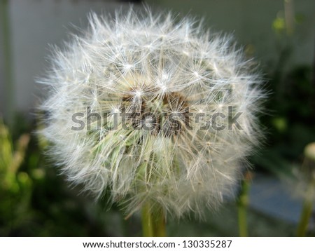 Withered dandelion from close up, grass behind