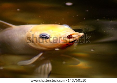 Comet fish eating in the pond