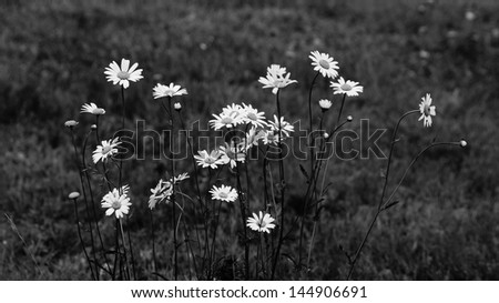Vintage black & white daisy flowers