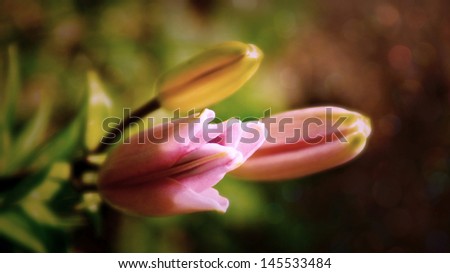 Soft focus of pink asiatic lily buds