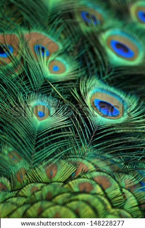 Close up Peacock feather