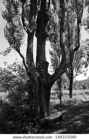 Creepy an spooky trees on park - black and white photography