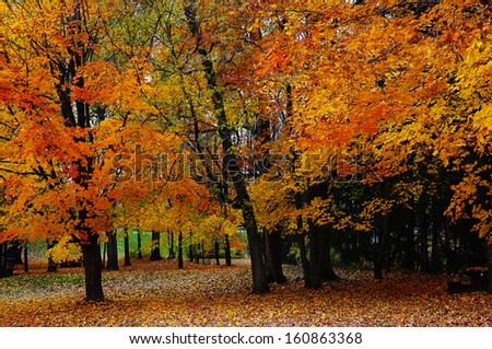 Canadian autumn foliage, forest of Quebec, Canada