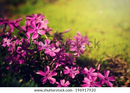 Pink primrose (primula vulgaris) flowers, oil paint effect