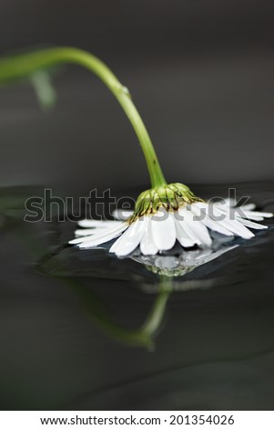 Artistic macro of wet daisy flower, love nature, reflection
