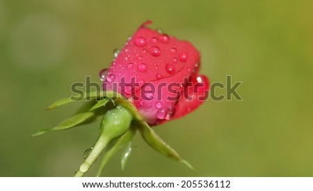 Macro of wild red rose, drops, green background