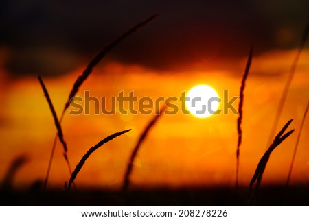 Minimalist nature, Tall Grass silhouette at Dramatic cloudy Golden sunset