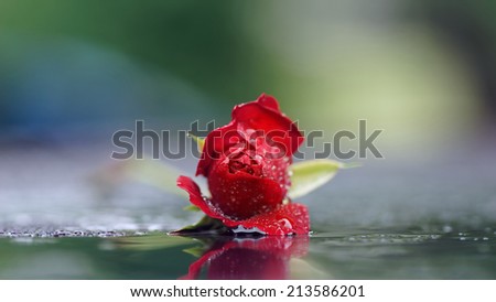 Wet red rose, water drops, reflection