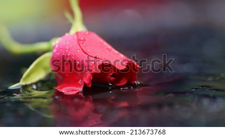 Wet red rose, water drops, reflection