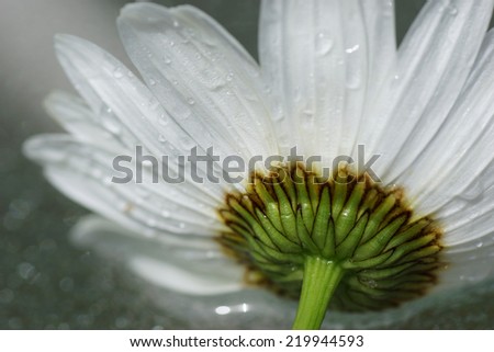 Artistic macro of wet daisy flower, love nature, reflection